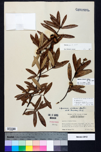 Quercus pumila image