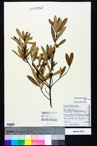 Quercus pumila image