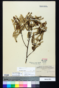 Quercus pumila image