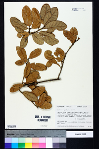 Quercus geminata image