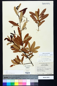 Quercus geminata image
