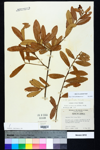 Quercus geminata image