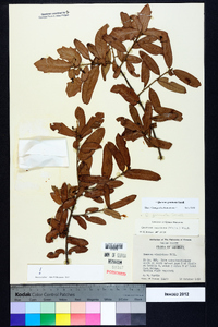 Quercus geminata image