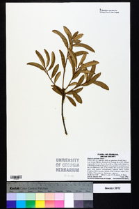 Quercus geminata image