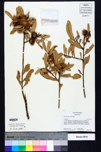 Quercus geminata image