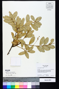 Quercus geminata image