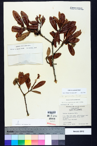 Quercus geminata image