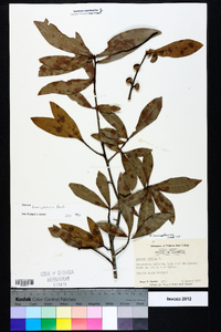 Quercus hemisphaerica image