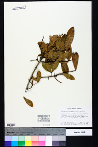 Quercus hemisphaerica image