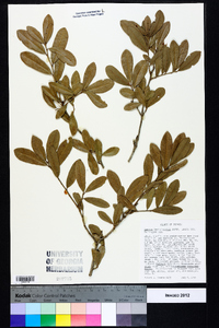 Quercus hemisphaerica image