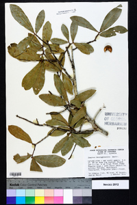 Quercus hemisphaerica image