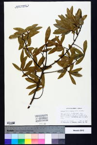 Quercus hemisphaerica image