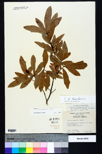 Quercus hemisphaerica image