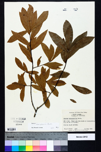 Quercus hemisphaerica image