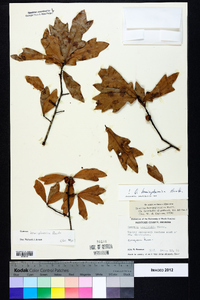 Quercus hemisphaerica image