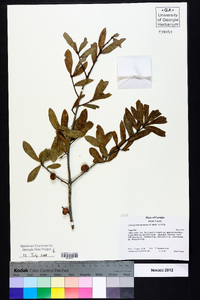 Quercus hemisphaerica image