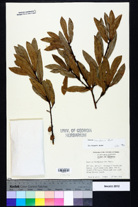 Quercus hemisphaerica image