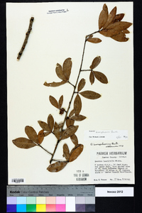 Quercus hemisphaerica image