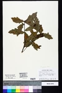 Quercus hemisphaerica image