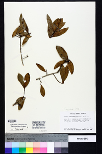 Quercus hemisphaerica image