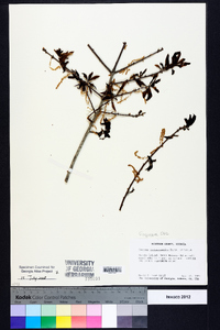 Quercus hemisphaerica image