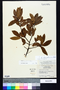 Quercus hemisphaerica image