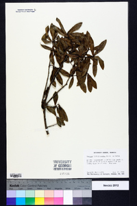 Quercus hemisphaerica image