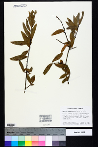 Quercus hemisphaerica image