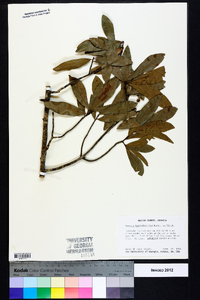 Quercus hemisphaerica image