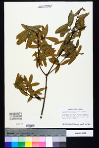 Quercus hemisphaerica image