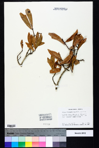 Quercus hemisphaerica image