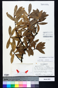 Quercus hemisphaerica image