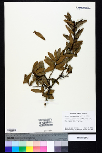 Quercus hemisphaerica image