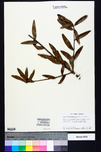 Quercus hemisphaerica image