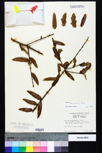 Quercus hemisphaerica image