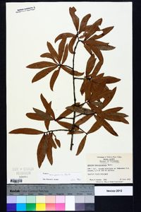 Quercus hemisphaerica image