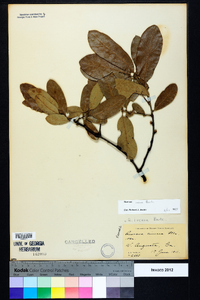 Quercus incana image