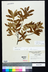 Quercus incana image