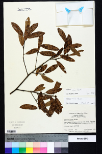 Quercus incana image