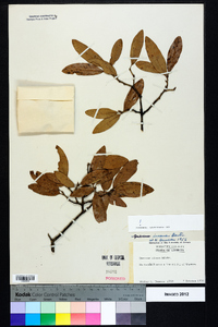 Quercus incana image