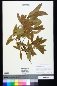 Quercus incana image