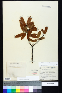 Quercus incana image