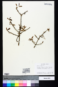 Quercus incana image