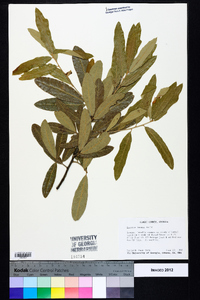 Quercus incana image