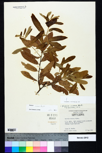 Quercus incana image