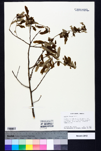 Quercus incana image