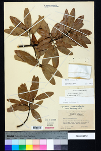 Quercus incana image