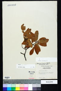 Quercus incana image