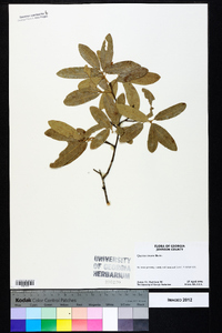 Quercus incana image