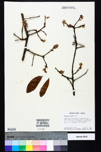 Quercus incana image